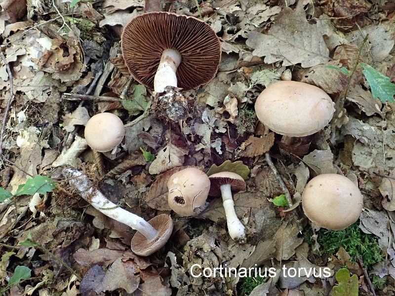 Cortinarius torvus-amf641-1.JPG - Cortinarius torvus ; Syn: Telamonia torva ; Non français: Cortinaire farouche